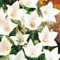 Léggömbvirág - fehér - Platycodon grandiflorus - Elegáns évelő fenséges virágokkal - Friss vetőmagok