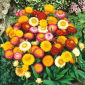 Siempreviva - Tom Thumb - variada - Helichrysum bracteatum - Belleza escarlata, ideal para espacios pequeños - Semillas frescas