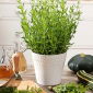 Isop - plantă meliferă - Hyssopus officinalis - 100 g - Cu multiple utilizări medicinale, deliciu pentru apicultură - Semințe proaspete