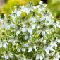 Nigella - Nigella sativa - Exotic Flavour with Hints of Nutmeg! - Fresh Seeds