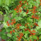 Rosenböna - Phaseolus coccineus - Dekorativa livfulla 3-meters klätterblommor - Färska frön