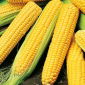 スイートコーン「ゴールデンバンタム」。シュガーコーン、ポールコーン -  100種子 - Zea mays convar. saccharata var. Rugosa - シーズ