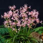 Guernsey liliom Pearls of Cherry - 1 db.