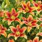 Lily - Avalon Sunset