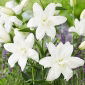 Lily - Lotus Pure - oriental, double-flowered