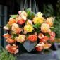 Trailing begonia - Splendide Ballerina - 2 pcs