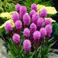 Dense blazing star, prairie feather Kobold - 5 pcs