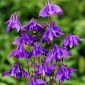 Alpesi sügér, Isten lehelete - Aquilegia alpina - 1 db.
