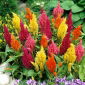 Целозия - Celosia plumosa - Kimono - mix - Celosia argentea plumosa - семена