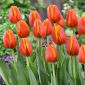Tulip - Worlds Friend - 5 pcs