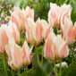 Tulip - Serano - 5 pcs