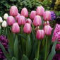 Tulip - Ollioules - 5 pcs