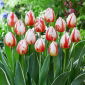 Tulip - Happy Generation - 5 pcs