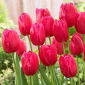 Tulip - Burgundy Lace - 5 pcs