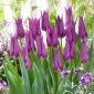 Tulipán - Liliomvirágzó Lila - 5 db