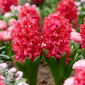 Hyacinth - Red Glory - 3 pcs.
