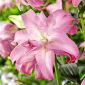 Lily - Lotus Dream - Oriental, Double