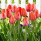 Tulip - Orange Van Eijk - 5 pcs