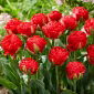 Tulip - Pamplona - 5 pcs