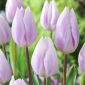 Tulip - Silver Cloud - 5 pcs