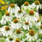Sonnenhut - White Swan - Ehinacea purpurea - Elegante weiße Blüten für den Spätsommer - Samen