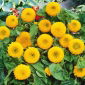 Dwarf Double Sunflower seeds - Helianthus annuus fl. pl. - 90 biji - benih