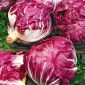 Chicory Palla Rossa 3 เมล็ด - Cichorium intybus - 360 เมล็ด - Cichorium intybus var. Foliosum