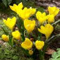 Sternbergia lutea