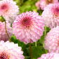 Dahlia - Arbatax