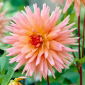 Dahlia - Preference