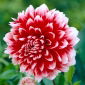 Dália - Dahlia - Red and White Fubuki