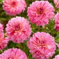 Dahlia - Tropical