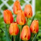 Tulip - Lighting Sun - 5 pcs