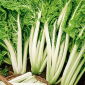 Mangold - Lucullus - Vielseitig, ideal für Salate und Suppen - Samen
