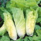 Leaf endive "Bianca di Milano" - μπορεί να καλλιεργηθεί υπό κάλυψη όλο το χρόνο - Cichorium intybus - σπόροι