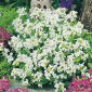 Arabis alpina - blanco - Arabis alpina - Alfombras densas de flores blancas - Semillas frescas