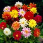 Dahlia 'Unwin Mix' - 1 knol