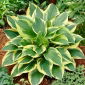 Hosta - Anne - Rizoma