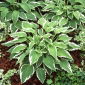 Hosta 'Antioch'