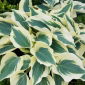 Hosta 'Firm Line'
