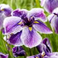 Japanische Sumpf-Schwertlilie, Iris ensata 'Dinner Plate Sundae'