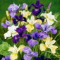 Sibirisk Iris 'Mix' - 1 stk