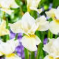 Strandiris 'Snow Queen' - 1 st