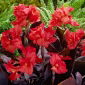 Canna, Canna fiorifera, Canna d'India „Red Futurity”