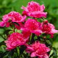 Peony, Paeonia - 'Barbara' - Seedling