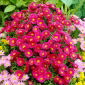 Herfstaster - Jenny - Aster - Blote wortel plant