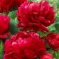 Luktpion 'Bockstoce' - planta - 1 st