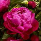 Peony, Paeonia - 'Red Sarah Bernhardt' - Seedling