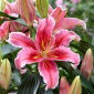 Giglio, Lilium „Aspiration” - orientale, profumato
