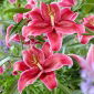 Lirio 'Corvara' - oriental, fragante
